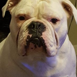 Meet your Posher, Don